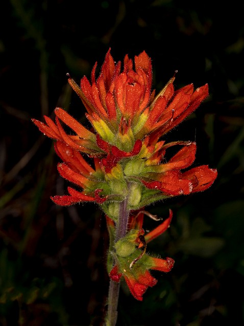 Castilleja applegatei 18-9305.jpg